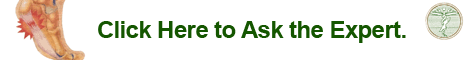 Ask the Expert
